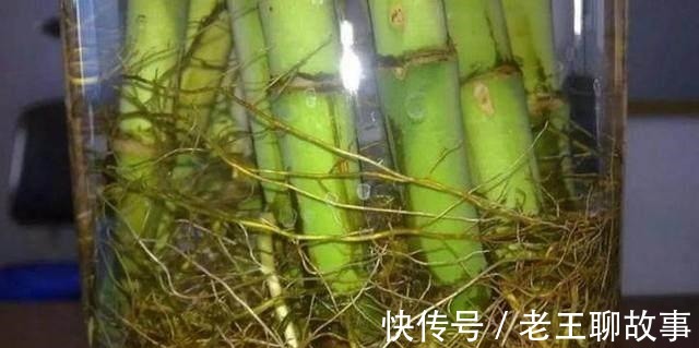 疯长|水里放“4样”东西，“富贵竹”根系疯长，枝叶“大爆发”