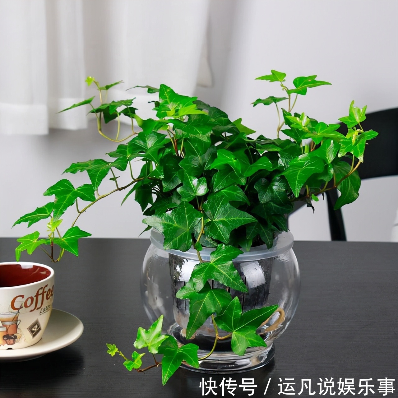 10种健康花,适合养客厅,吉祥有品味,关键个个都是净化高手