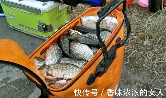 窝子|野钓难得一遇的“奇遇”半斤大鲫鱼排队咬钩,抓住机会你也行