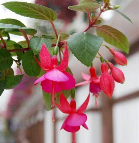 养花试试这几款,色彩艳丽,生长迅速,十分讨喜