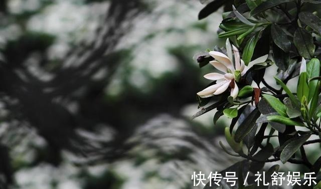 这些花长得真美,却频频灭绝,要是真没了,太可惜了!