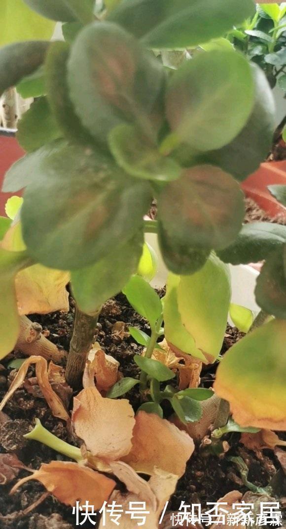叶子|夏天养花,4种植物容易“浇死”,进入休眠期,浇水能少则少