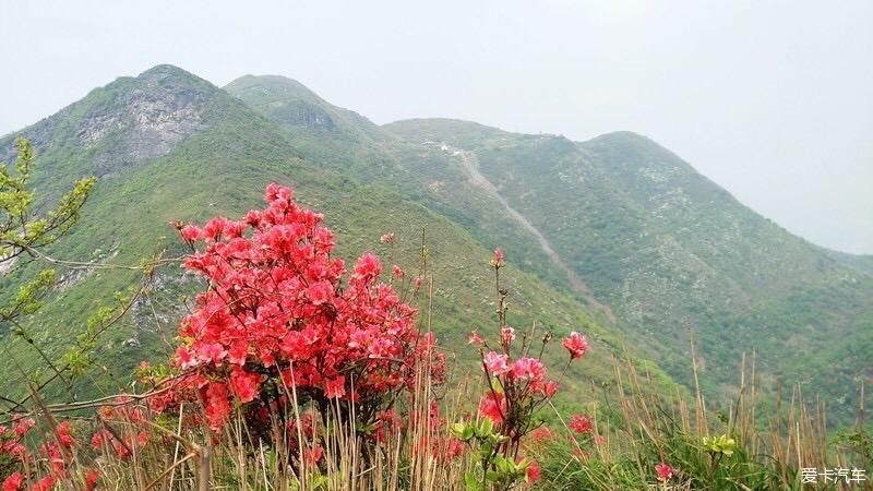 山上开遍映山红