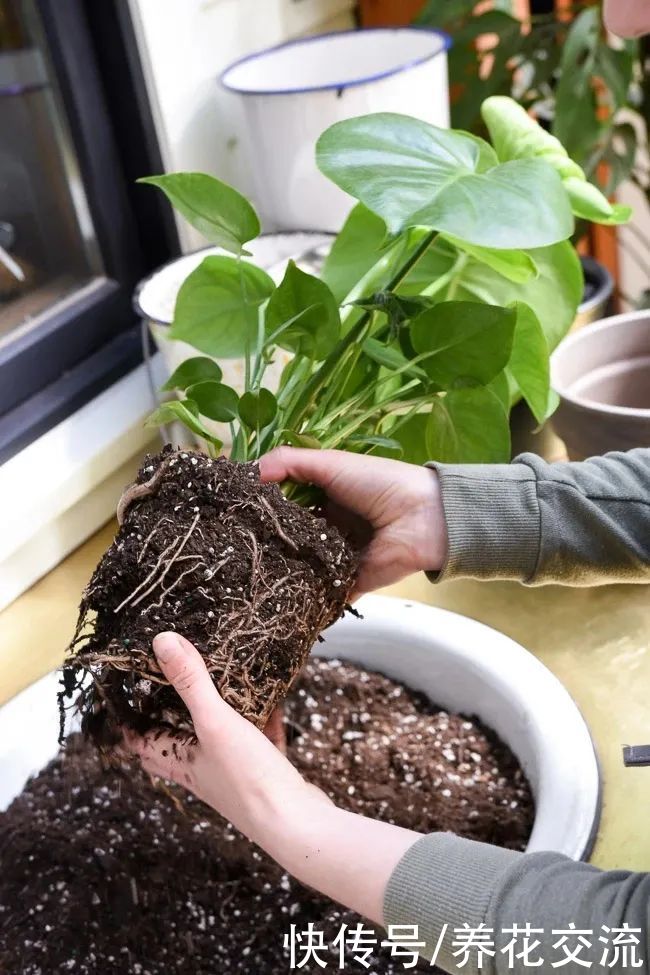 春季植物换盆指南，是带土换盆，还是适当去掉旧土呢？