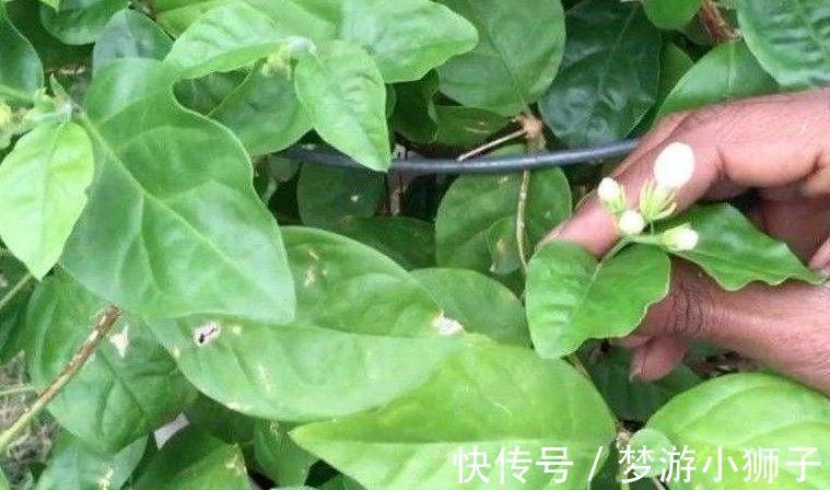 茉莉花不会养,教你4招小技巧,扦插生根快养护更简单