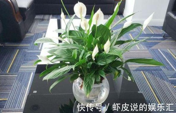 农历9月29日霜降后,养什么花?以下3种花,一帆风顺万事顺意