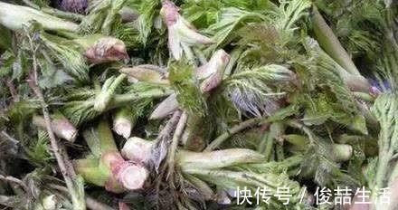 阳荷|奇怪的山野菜,就是去了山里也不一定认出来
