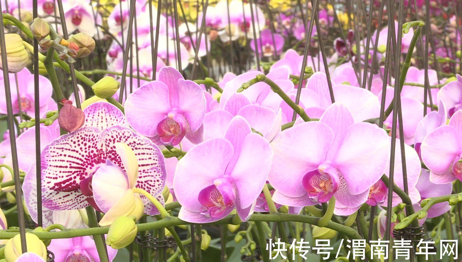 蒲城:花卉基地“春意浓” 客商订购忙