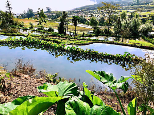名气|游箐口梯田和哈尼族民俗村,品哈尼族美食,发现村民建房竟然可以不花钱