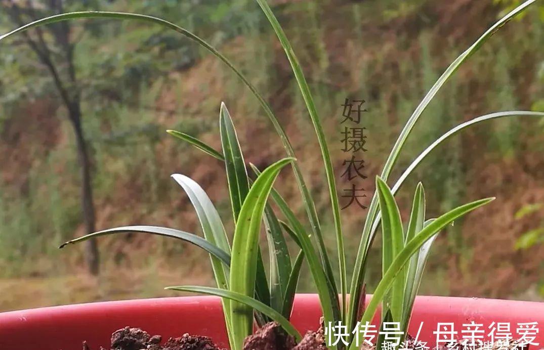 冬季兰花怎么服盆？这两个细节不要做错，来年新芽生长更壮实