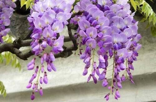 几款小花便宜又好养，全年开花不断，越养越喜欢