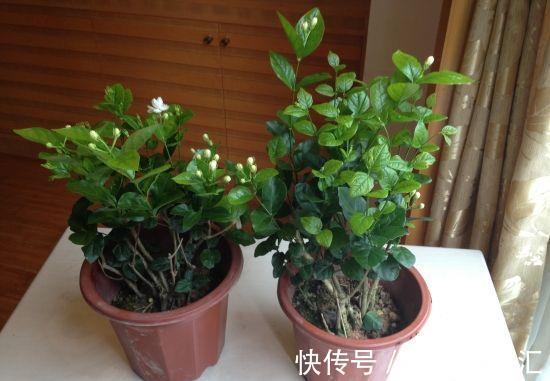 茉莉换盆并不难，只需做好这几件事，植株服盆快，长势旺盛