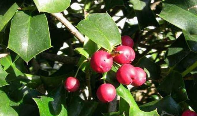 枸骨果|这树叶,也是一味中药,泡茶代饮,抗菌消炎、祛风湿