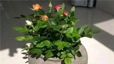 黄叶|客厅2个地方,千万别养花,不能忽视,养了也尽快搬走