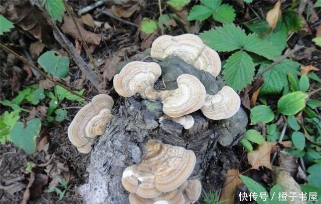 树上长的这个常被忽视 却是无毒的“天然蚊香”