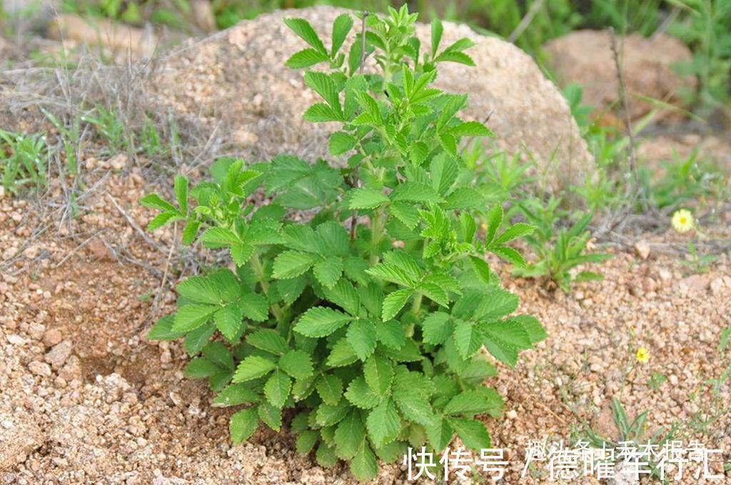 维c|满身都是刺,却成民间极品野菜,如今15元一斤,吃过的人不多