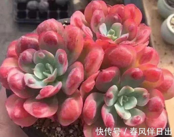 长势|养了2年的多肉不见长?老花匠教你一招,掌握了轻松养出肉墩子