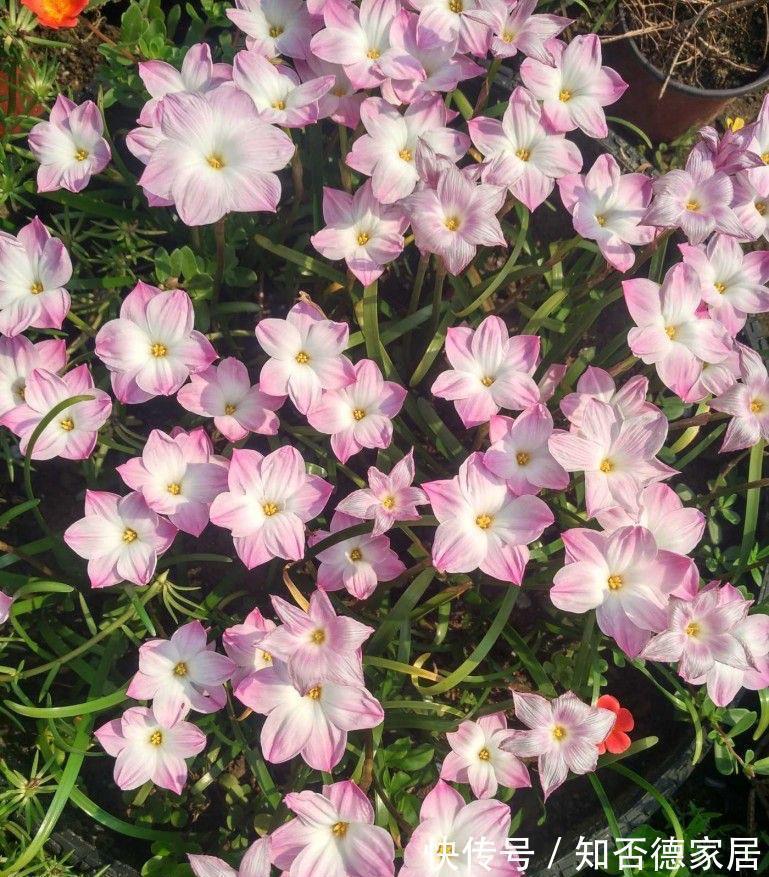 仙人球|3种花，越热越开花，越晒越开花，花色丰富又鲜艳
