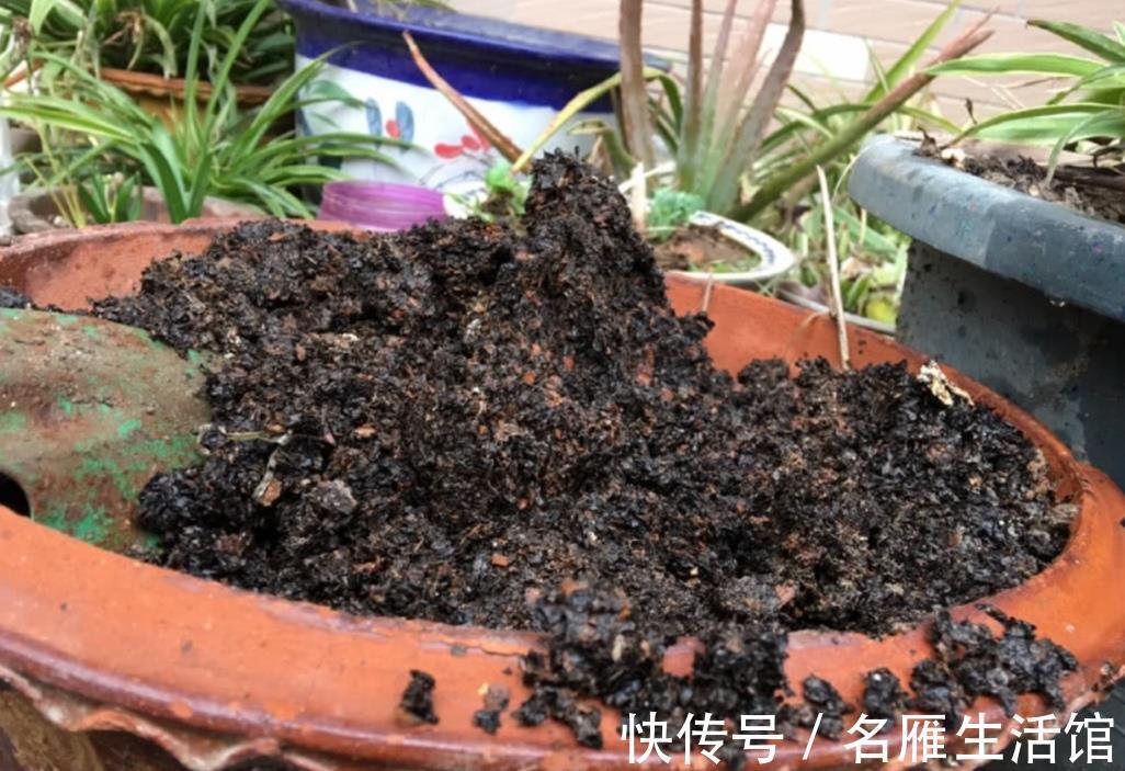 病害|换下来的旧花土不要扔，简单处理一下，还能再用