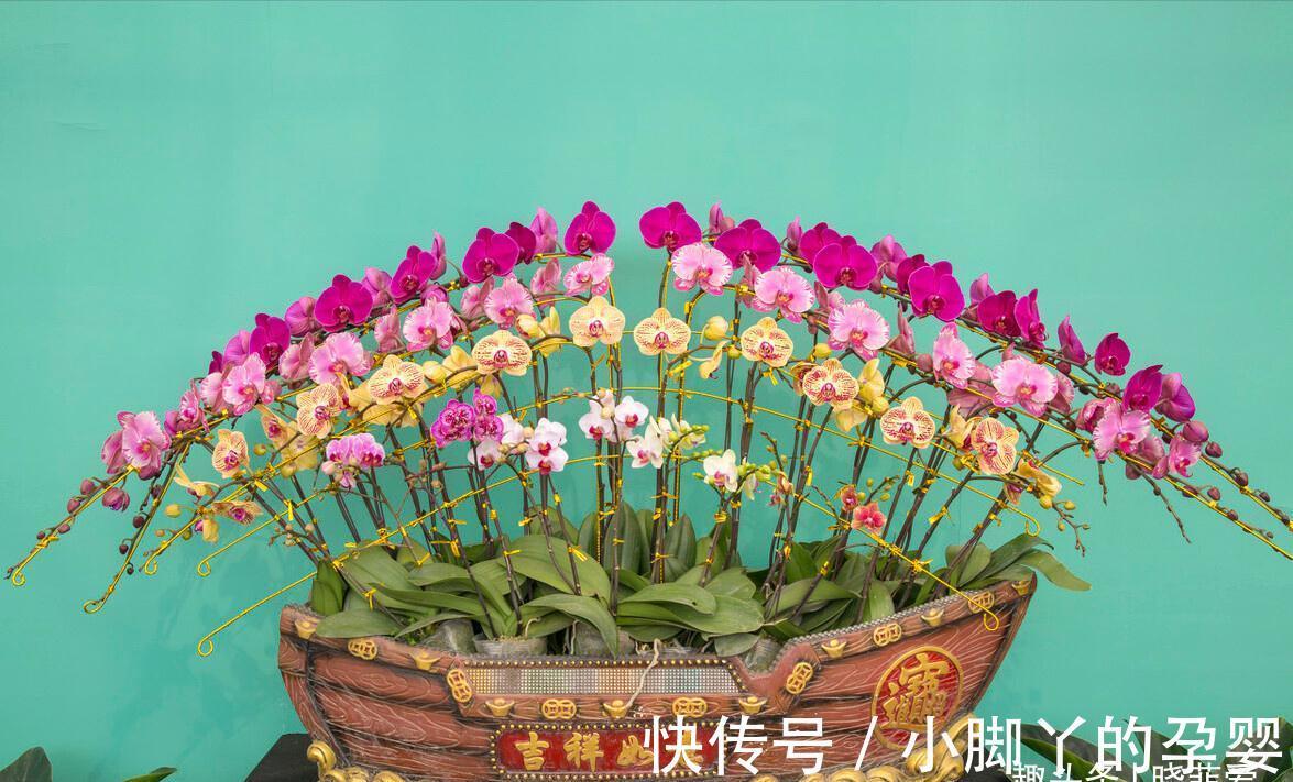 冬季养花,了解“七忌”,简单实用,安全过冬