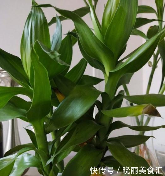 水培瓶里放一样东西，富贵竹一年四季不黄叶，成本不到2毛钱