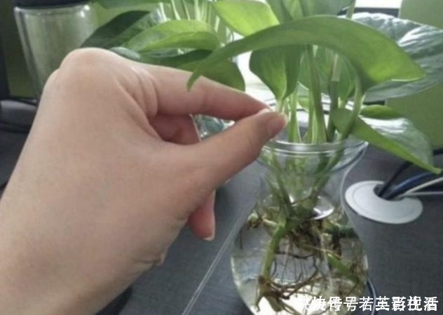 枝条|家家都有的“生根水”，不花1分钱，扦插花卉7天生白根，特好用！