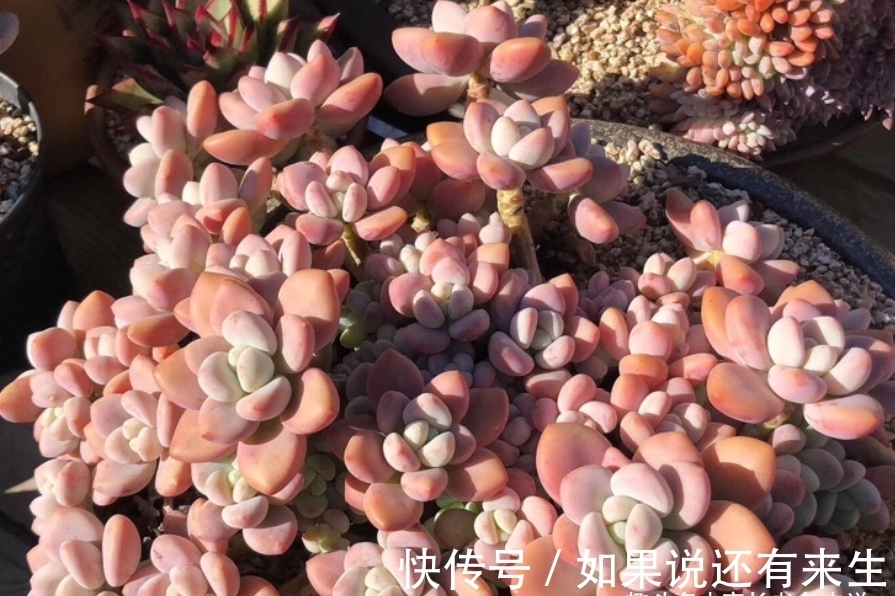 看一看这7款以美女之名来命名的多肉,你觉得哪一款最名副其实?