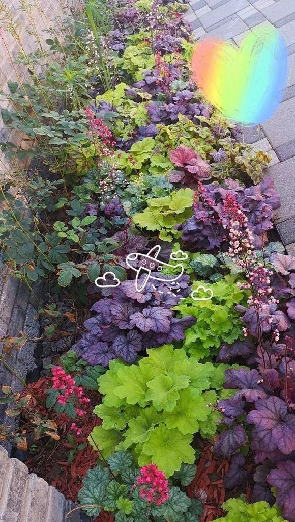 别养绿萝了,这20种耐阴植物,养在家里更合适!