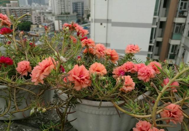 了不起的“太阳花”，耐旱耐晒的“小牡丹”，一年开花360天