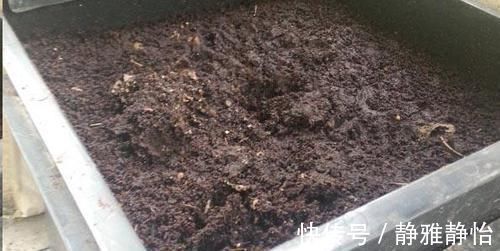 换盆的旧土里放点这个小东西 没想到变得比新土还要肥沃 粉紫色 换盆的旧土里放点这个小东西 没想到变得比新土还要肥沃 粉紫色