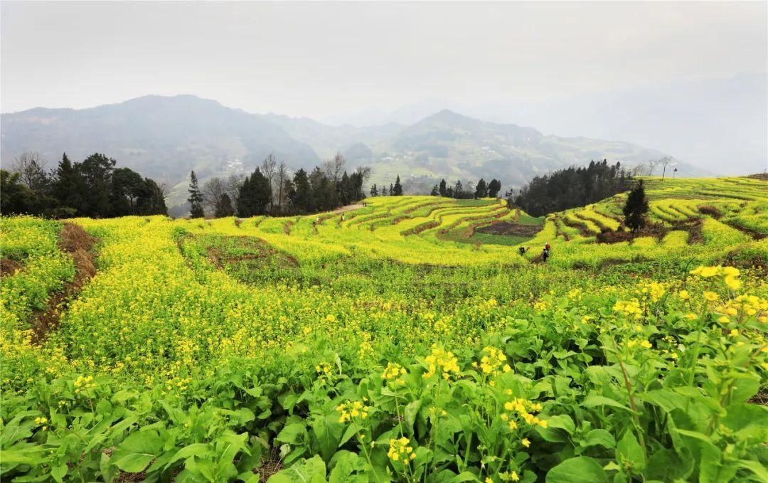 中年|草长莺飞二月天里，赴一场春日的花宴
