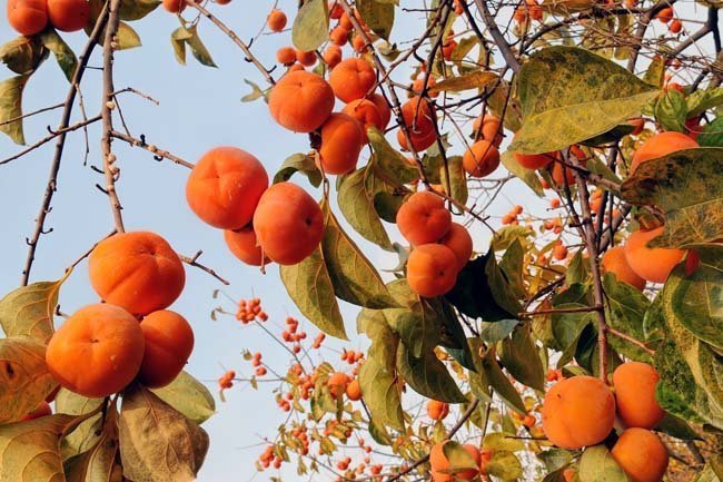 榴莲|生理期需要远离的几种水果，保护自己的身体，经期要注意
