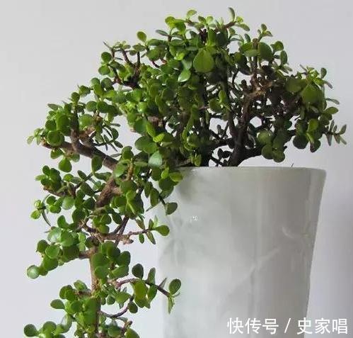 金枝玉叶不会修剪,教你3招小技巧,轻松剪出漂亮盆景
