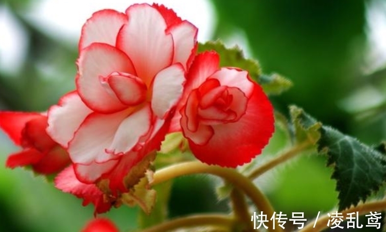 长春花|此款花卉便宜又好养，沾点水就疯长，开花勤还爱爆盆，美