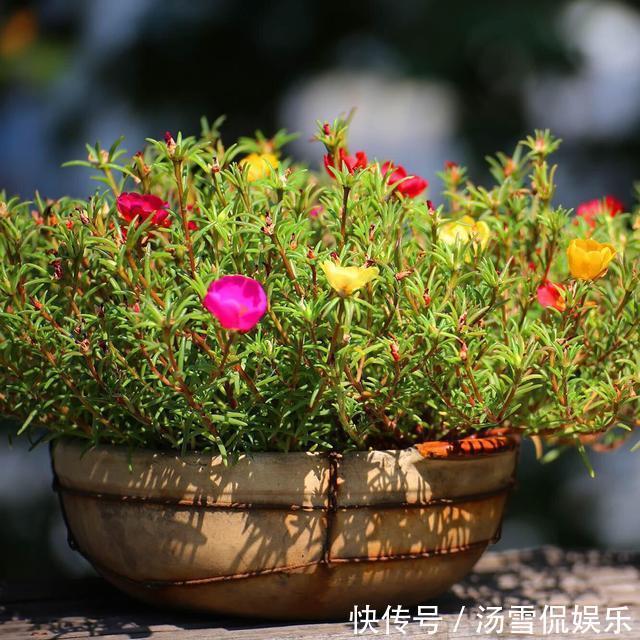 浇水|太阳花开花少有1个“小技巧”，开花量大10倍，秋天花儿开不停