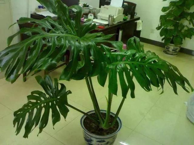 合果芋|屋里干燥，那就摆这5种花，能当加湿器，皮肤不粗糙！