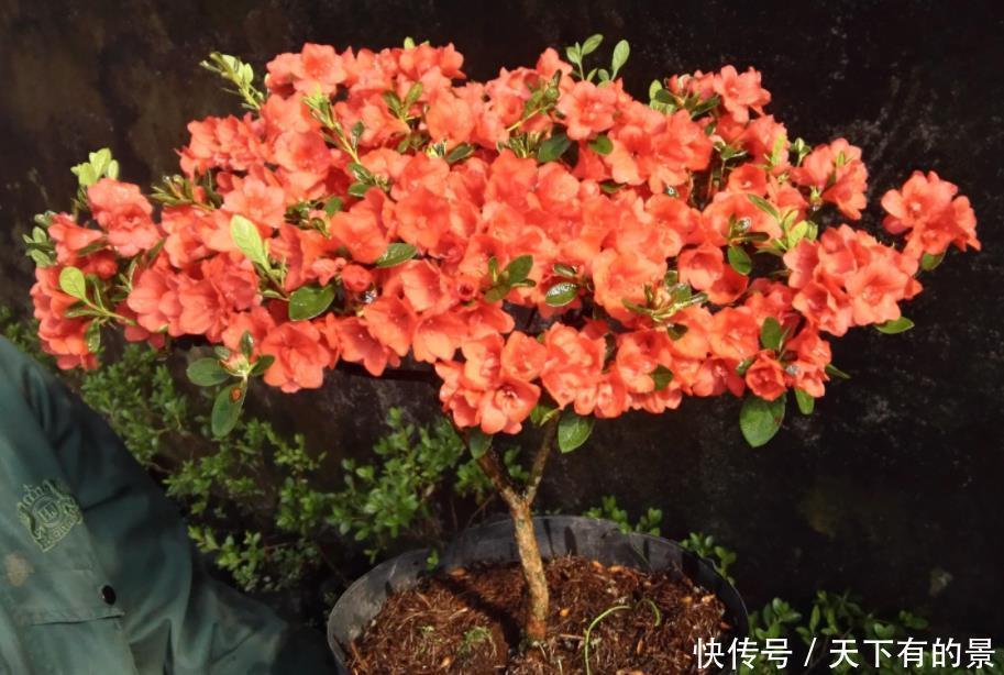 12月底买这5种花最合适,不仅能省钱,而且春节刚好开爆盆!