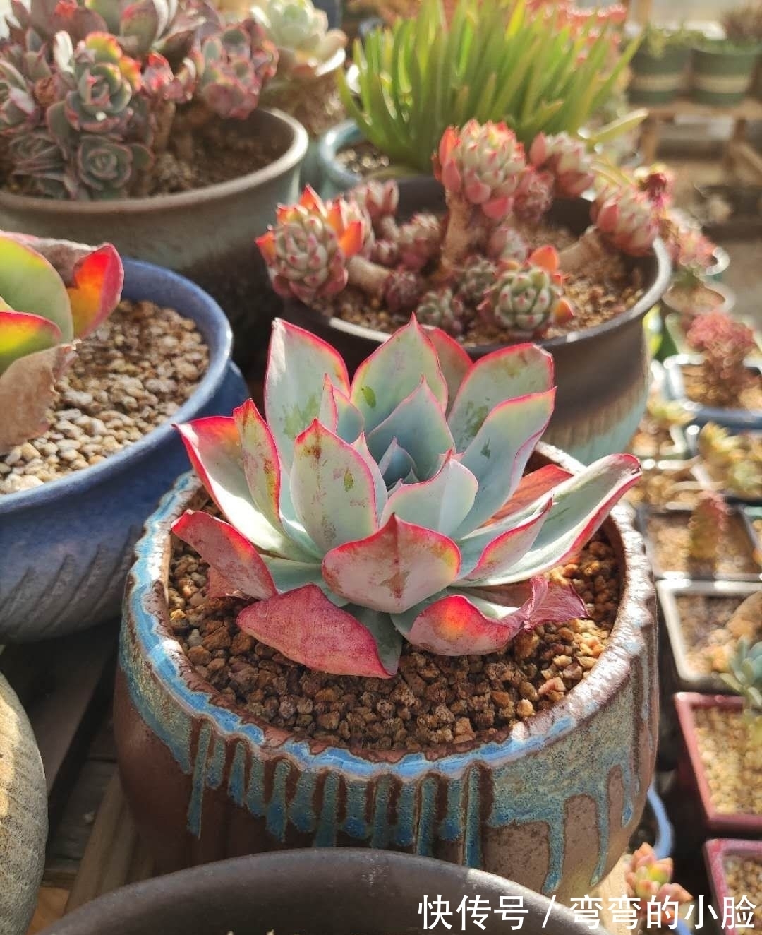 诺娃|有事没事看看多肉,才是度夏的基本保障