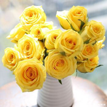 喜欢玫瑰,就养盆“高档玫瑰”金香玉玫瑰,花开金灿灿,格外养眼