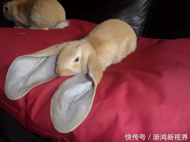 24张“活久见”生物照,仿佛来自另一个星球