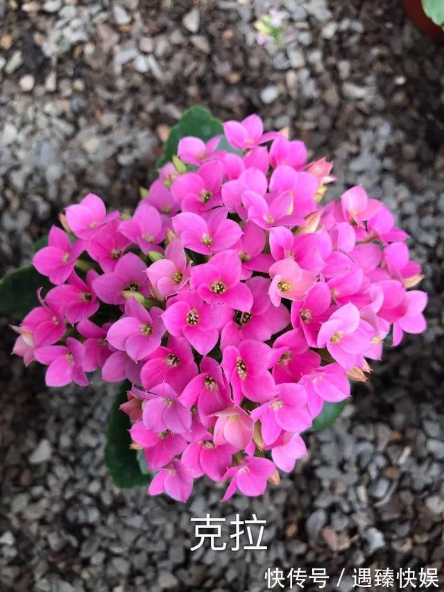 长寿花17个品种,个个都是爆花机器,谁见了都夸!