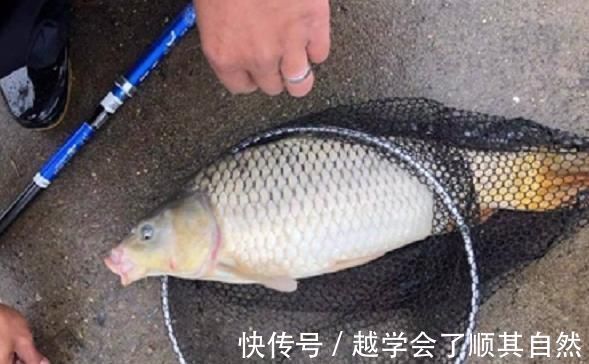 大鱼|夜钓鲤鱼，真的不用吹，这套钓法最管用，大鲤鱼接连入护