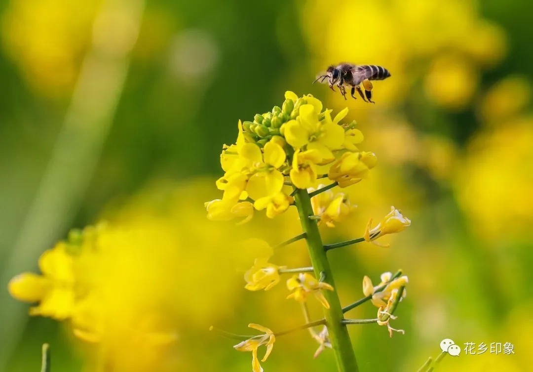 春天的“课代表”——油菜花开了！