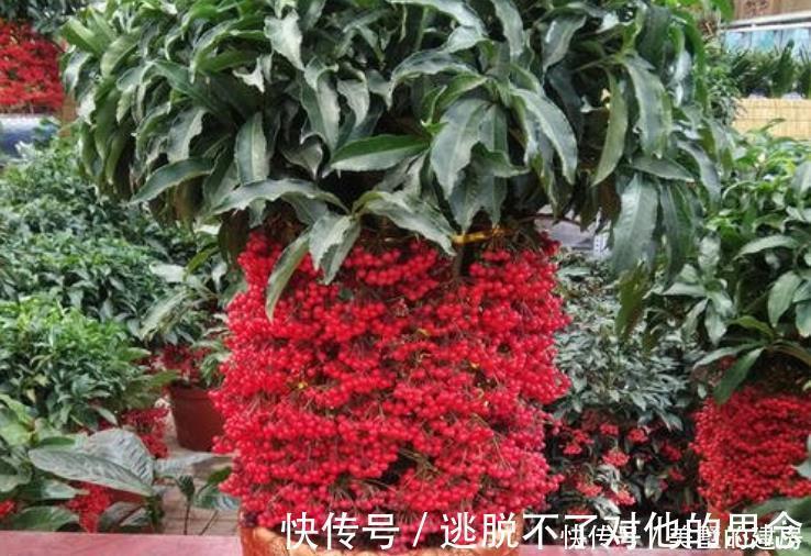 观赏价值|人养花，花也养人4种花养家里镇宅旺财，尤其是最后一种