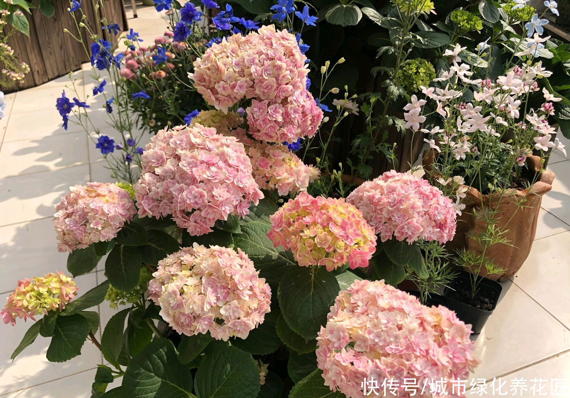 绣球花在冬季用了鸡粪做基肥，绣球花终于长成了我讨厌的样子