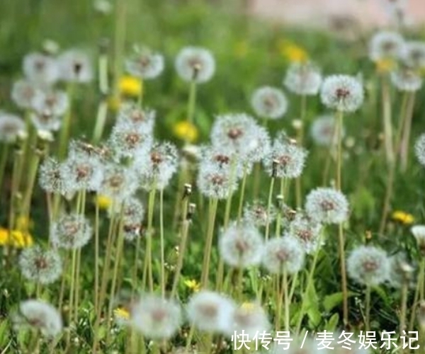 万能药|蒲公英不是“万能药”，但它其中的4个功效，确实“名不虚传”！