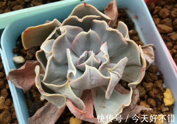 天冷了,多肉的6个求救信号,再不明白活不过冬天