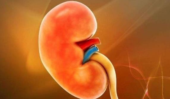 柠檬酸|晨起时若没4个现象,说明肾脏还很健壮,若你有,别不当回事