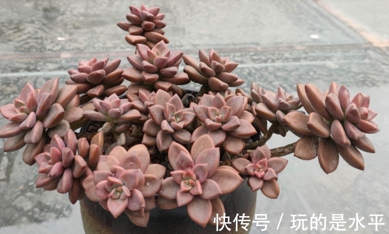 成功率|养姬胧月,按刘奶奶的方法照顾,普货也能拥有贵货的格调