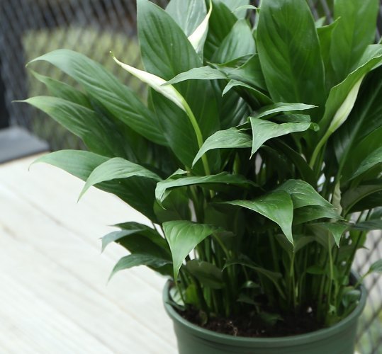 懒人|养绿萝早就不兴了,阳台种上这懒人盆栽,干净实用还不占地